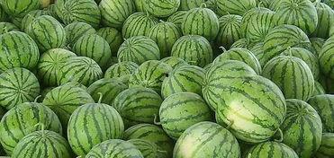吃夏天的瓜,尽享清凉美味