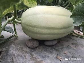 徐州吃瓜实房,揭秘当地特色美食与居住体验