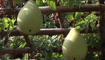 风水吃瓜,吃瓜也能旺运势，揭秘瓜果中的风水奥秘