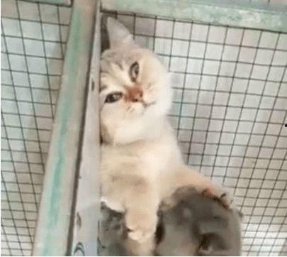 蓝猫吃瓜群众,揭秘网络舆论场的趣味与真相