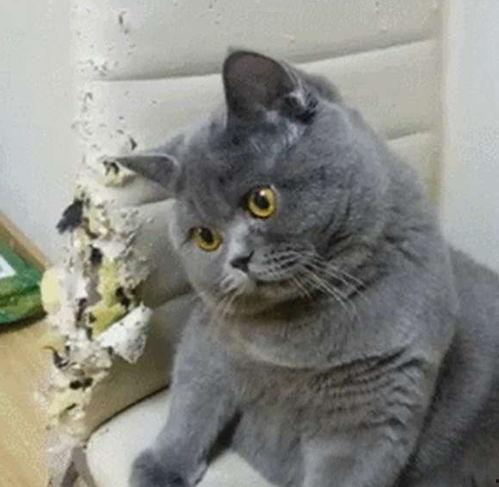 蓝猫吃瓜群众,揭秘网络舆论场的趣味与真相