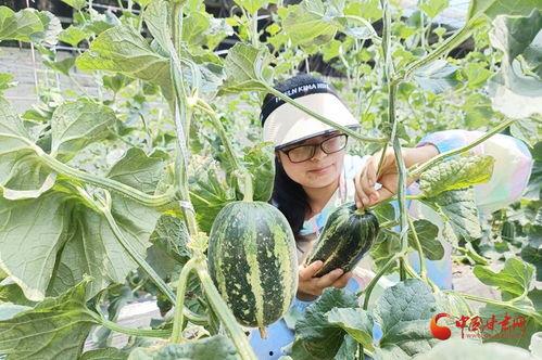 怎么吃棚瓜,解锁健康美味新体验