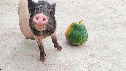 瓜给猪吃,猪儿美食新体验