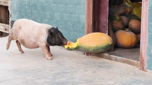 瓜给猪吃,猪儿美食新体验