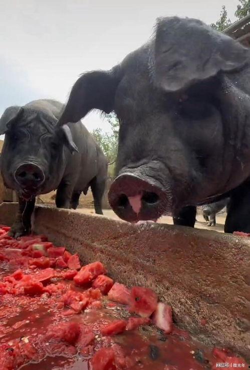 瓜给猪吃,猪儿美食新体验