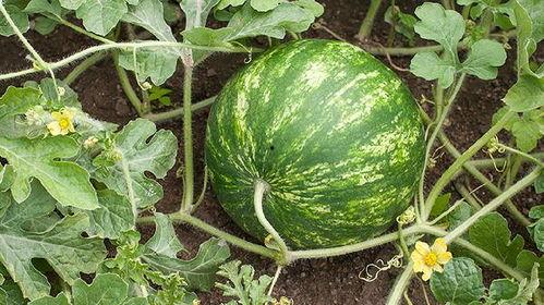 吃菊瓜发胖吗,吃菊瓜真的会发胖吗？