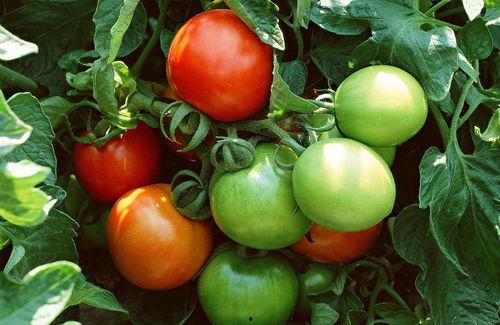 番茄小说吃瓜剧情,吃瓜群众背后的秘密风云