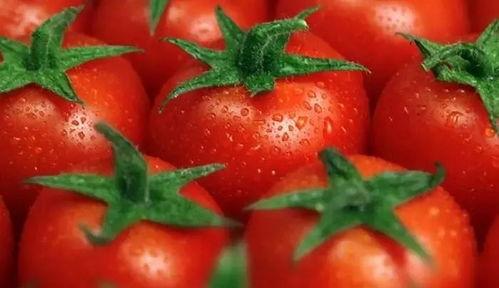 番茄小说吃瓜剧情,吃瓜群众背后的秘密风云