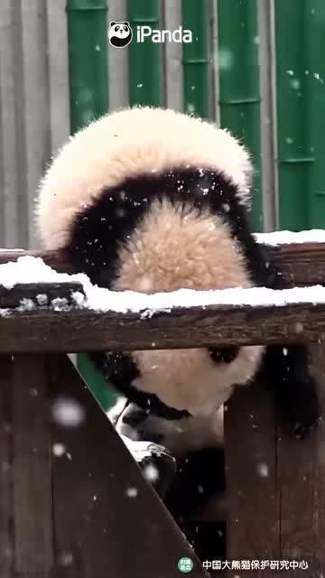 吃瓜小熊阜阳,揭秘阜阳美食与趣事