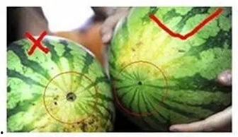 吃瓜小熊阜阳,揭秘阜阳美食与趣事