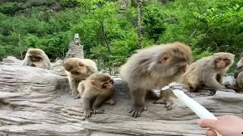 调戏猴子吃瓜,瓜分欢乐时光