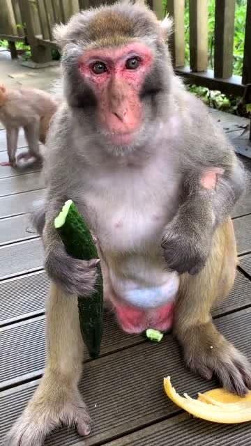 调戏猴子吃瓜,瓜分欢乐时光