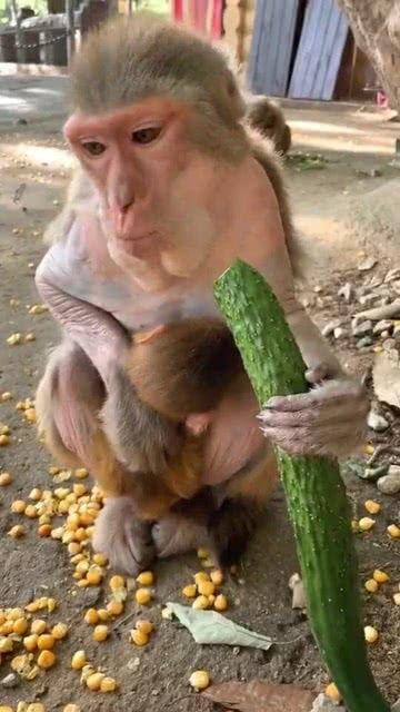 调戏猴子吃瓜,瓜分欢乐时光