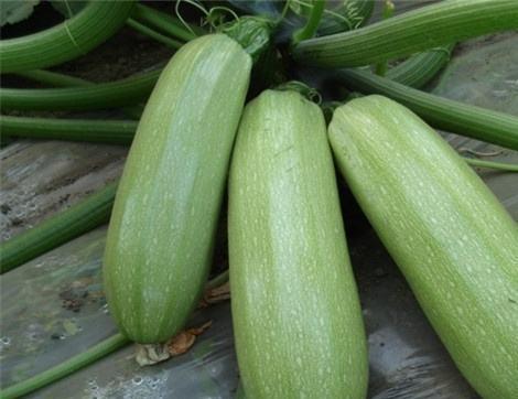 吃枕瓜有什么好处,揭秘吃枕瓜的五大益处