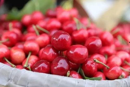 甜樱吃瓜,揭秘娱乐圈甜蜜背后的瓜田秘事