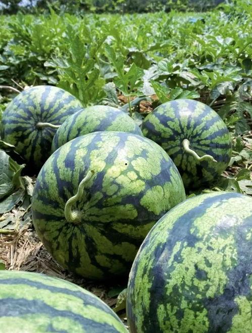 吃瓜云南视频,吃瓜视频带你领略地道风土人情