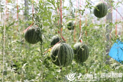 吃瓜云南视频,吃瓜视频带你领略地道风土人情