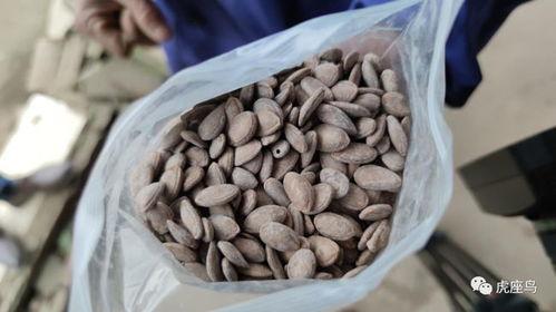 赚钱吃瓜,揭秘赚钱与吃瓜背后的秘密