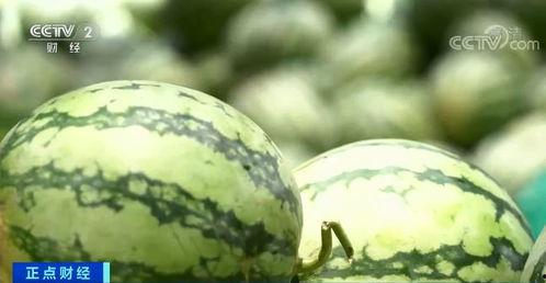 赚钱吃瓜,揭秘赚钱与吃瓜背后的秘密