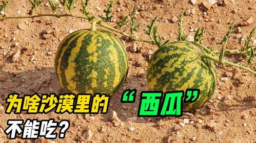 里里同学吃瓜,揭秘校园里的那些“瓜”