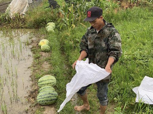 当军人吃瓜,揭秘军人生活中的趣味瞬间