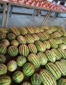 桂林大学吃瓜,吃瓜群众揭秘校园热点事件