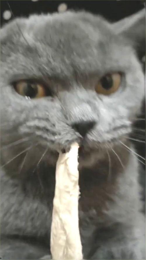 猫咪可以吃苏瓜,苏瓜成为猫咪新宠