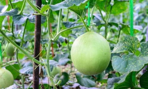 嗓子哥吃瓜,揭秘娱乐圈那些不为人知的幕后故事