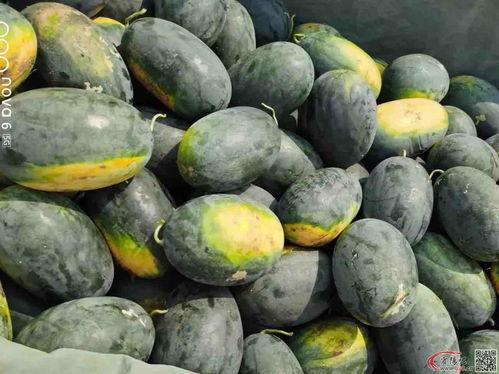 圆瓜怎么吃的,探索美味新境界