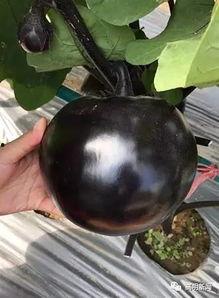 圆瓜怎么吃的,探索美味新境界