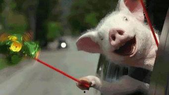 大神整理群众吃瓜,揭秘网络时代的围观文化