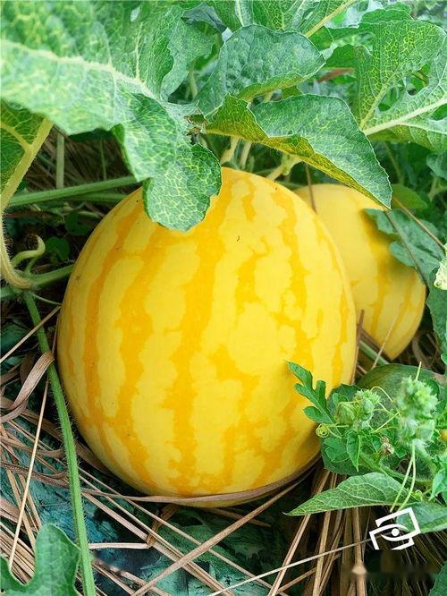 启海吃瓜,揭秘娱乐圈背后的那些事儿