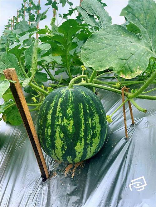 启海吃瓜,揭秘娱乐圈背后的那些事儿