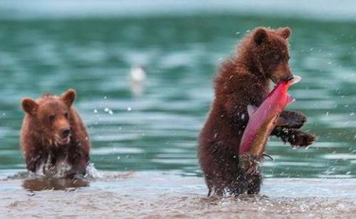 吃瓜小熊巡鹰,揭秘娱乐圈幕后风云