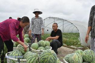 易县吃瓜群众,揭秘当地生活百态