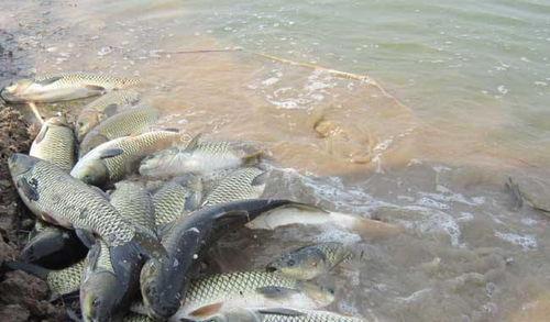 草鱼网站吃瓜,揭秘吃瓜群众的狂欢盛宴