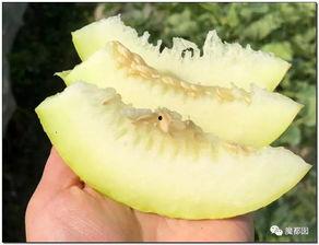 龙湖明珠吃瓜,揭秘社区里的“吃瓜”趣事