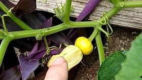 南瓜不吃瓜吃花,不吃瓜却偏爱花朵的奇妙之旅