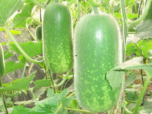 吃瓜大全图片,揭秘娱乐圈幕后真相，图解明星生活点滴