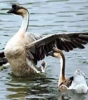 鹅吃瓜我吃鹅小说,一场鹅吃瓜与鹅被吃的奇幻之旅