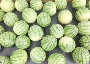 真实的照片吃瓜,照片中的“吃瓜”瞬间，竟隐藏如此美味秘密！