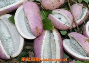 恩施 吃瓜,探寻神秘山城里的“吃瓜”文化