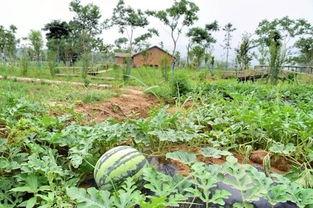 98吃瓜社,揭秘娱乐圈幕后故事，带你领略明星真实一面