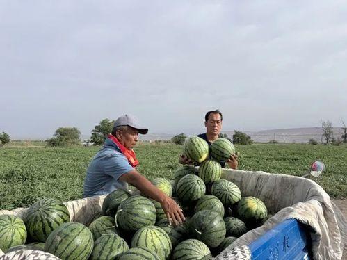 成都天天吃瓜事件,网络热议背后的真相与反思